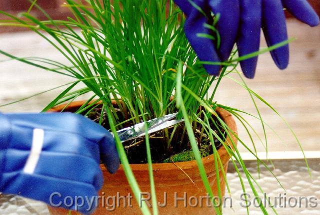 Chives Harvesting with gloves